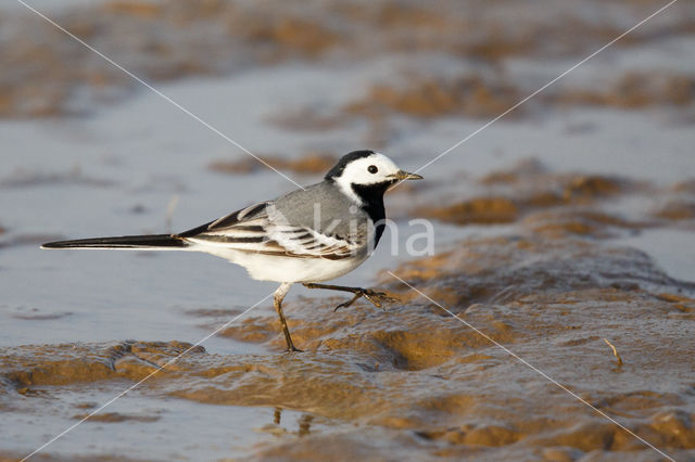 Witte Kwikstaart (Motacilla alba)