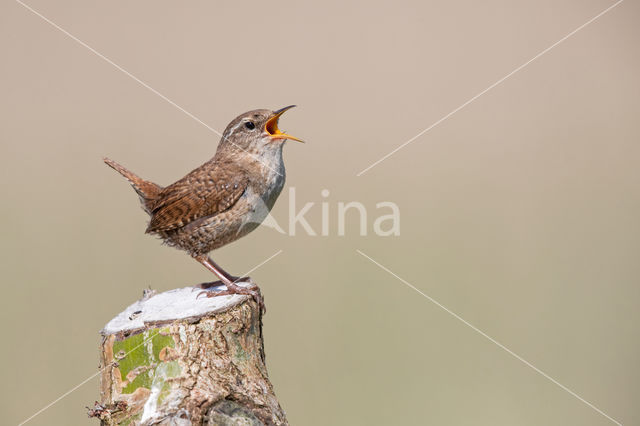 Winterkoning (Troglodytes troglodytes)