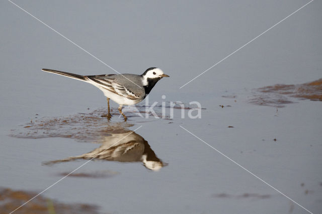 Witte Kwikstaart (Motacilla alba)