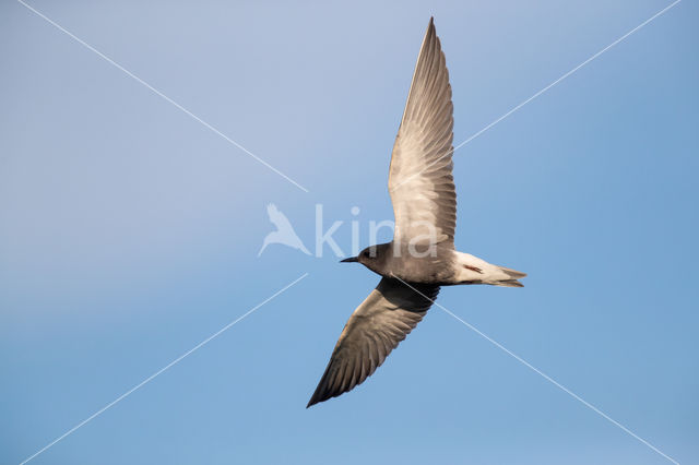 Black Tern (Chlidonias niger)