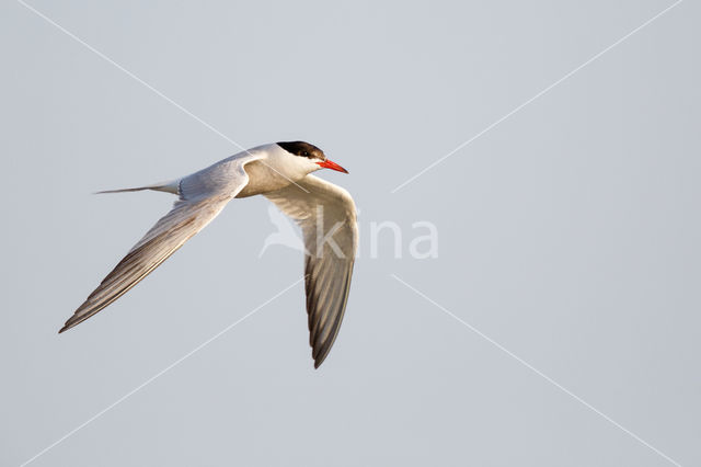 Common Tern (Sterna hirundo)