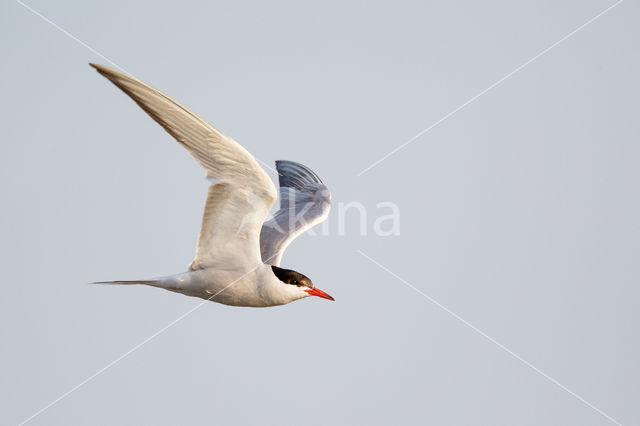 Common Tern (Sterna hirundo)