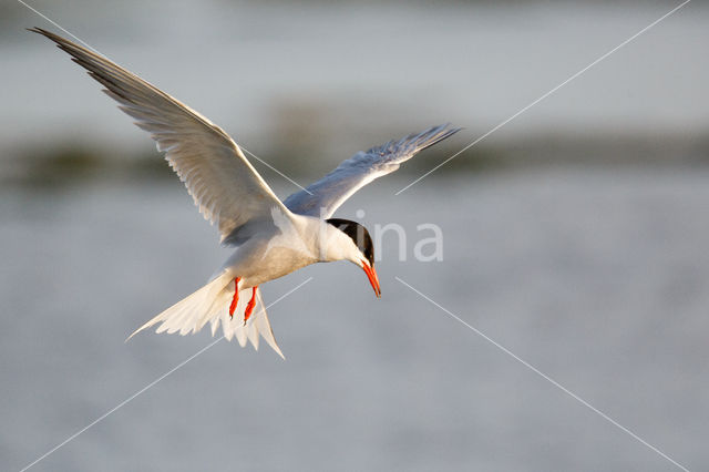 Common Tern (Sterna hirundo)