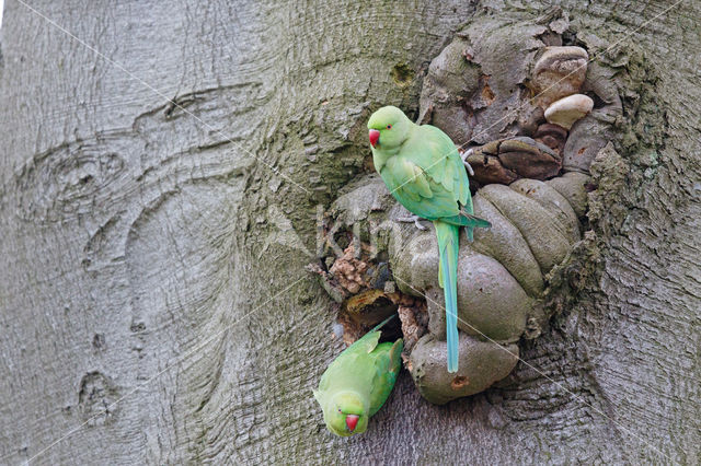 Rose-ringed Parakeet (Psittacula krameri)