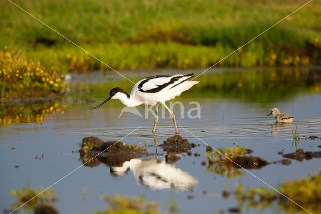 Pied Avocet (Recurvirostra avosetta)