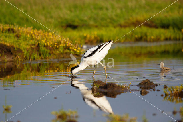 Pied Avocet (Recurvirostra avosetta)