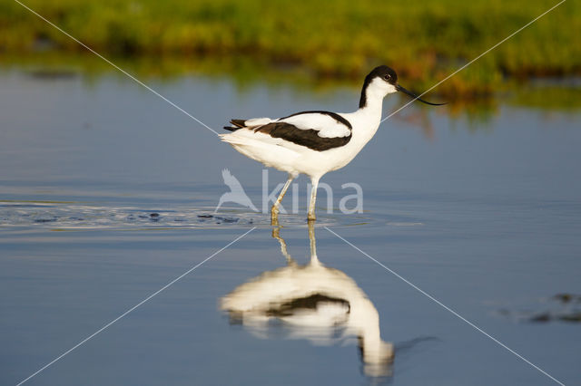 Pied Avocet (Recurvirostra avosetta)