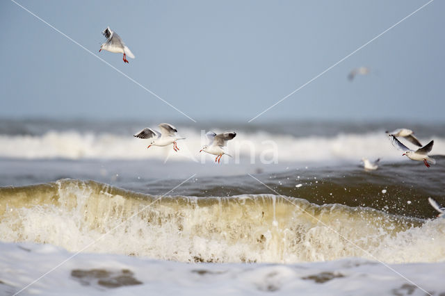 Black-headed Gull (Larus ridibundus)