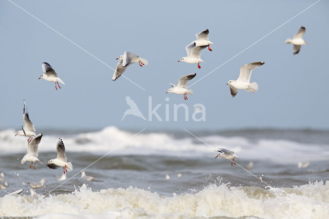 Black-headed Gull (Larus ridibundus)