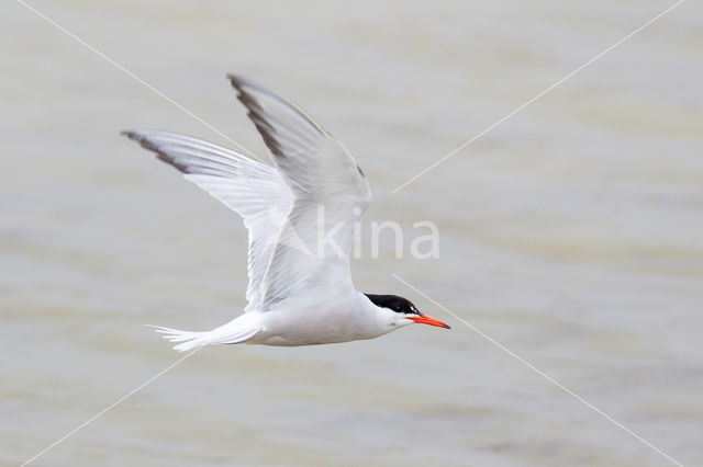 Common Tern (Sterna hirundo)