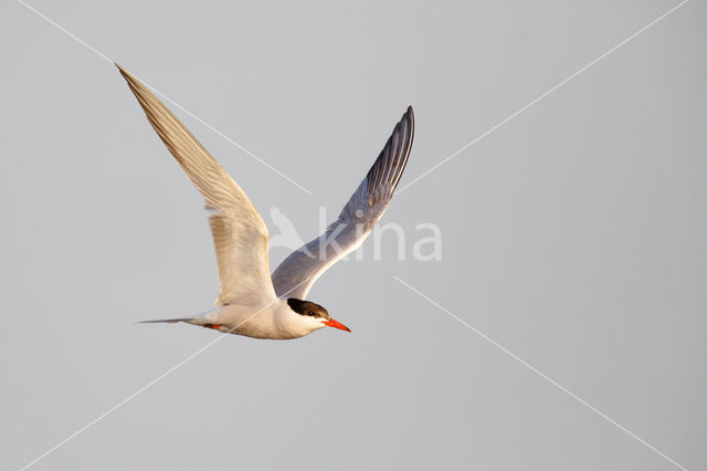 Common Tern (Sterna hirundo)