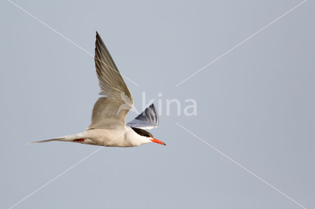 Common Tern (Sterna hirundo)