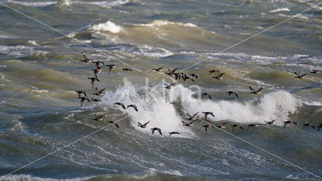 Rotgans (Branta bernicla)