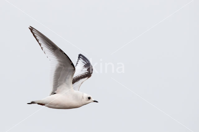 Ross's gull (Rhodostethia rosea)