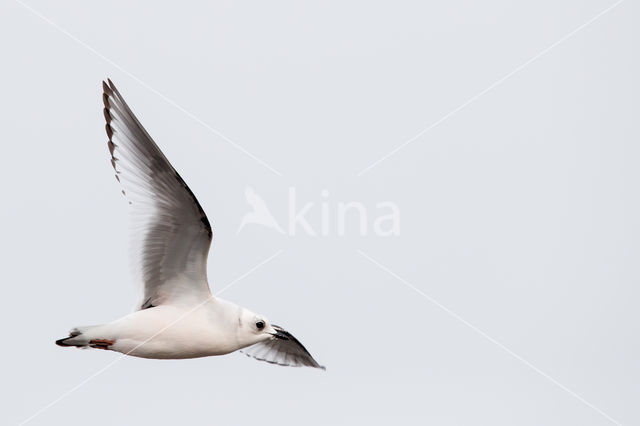 Ross's gull (Rhodostethia rosea)