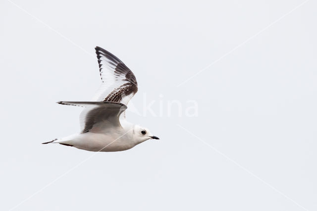 Ross's gull (Rhodostethia rosea)