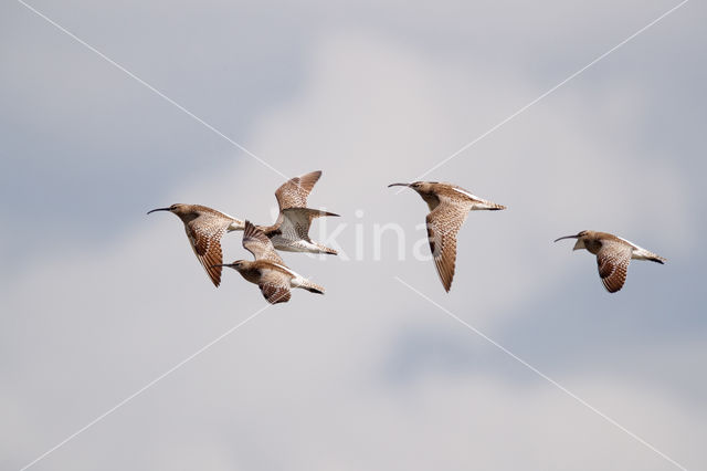 Whimbrel (Numenius phaeopus)