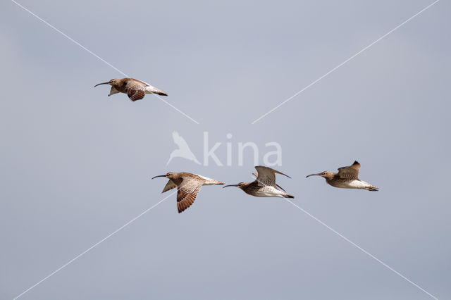 Whimbrel (Numenius phaeopus)