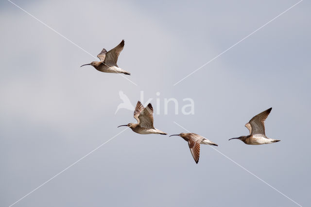 Whimbrel (Numenius phaeopus)