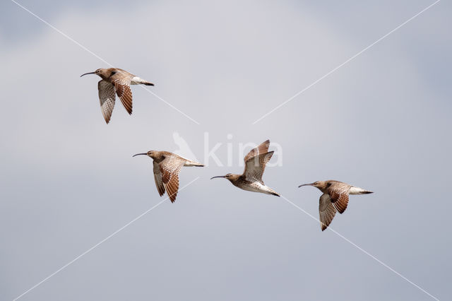 Regenwulp (Numenius phaeopus)