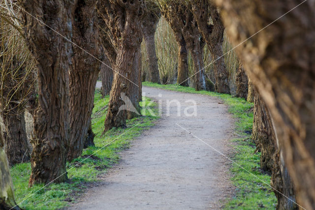 Knotwilg (Salix alba)