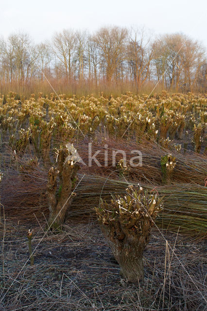 Knotwilg (Salix alba)