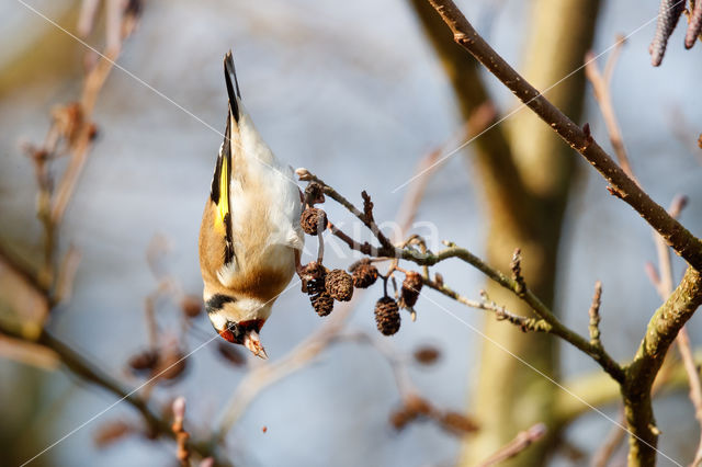 European Goldfinch (Carduelis carduelis)