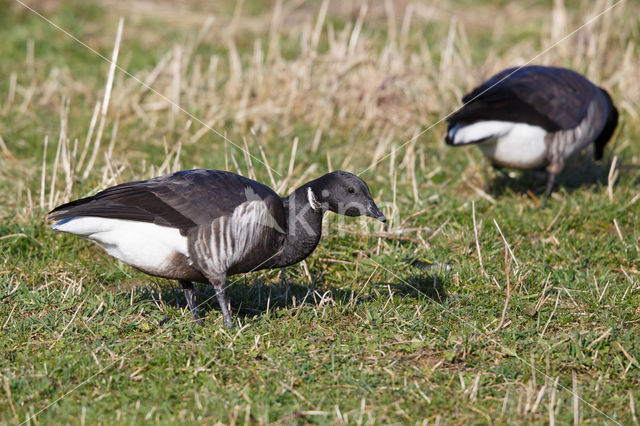 Rotgans (Branta bernicla)