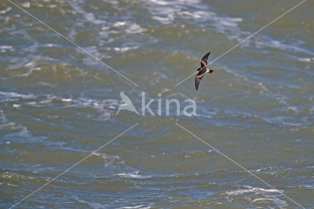 Leach's storm petrel (Oceanodroma leucorhoa)