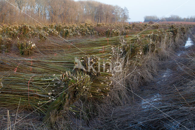 Knotwilg (Salix alba)