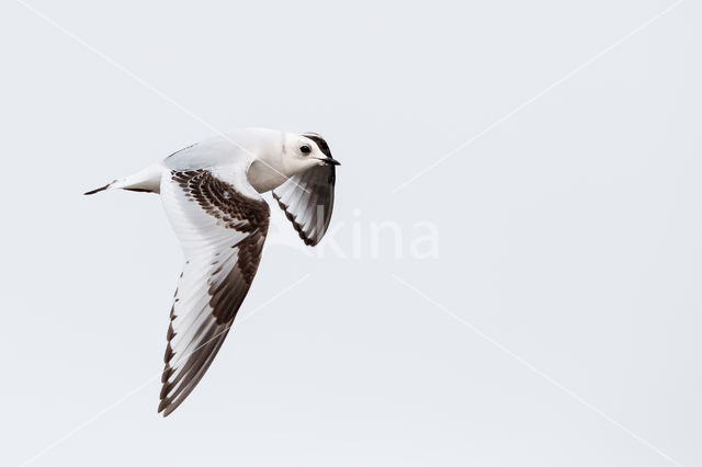 Ross's gull (Rhodostethia rosea)