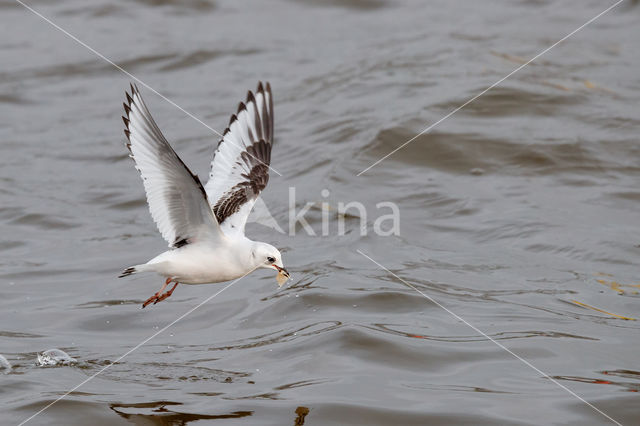 Ross's gull (Rhodostethia rosea)