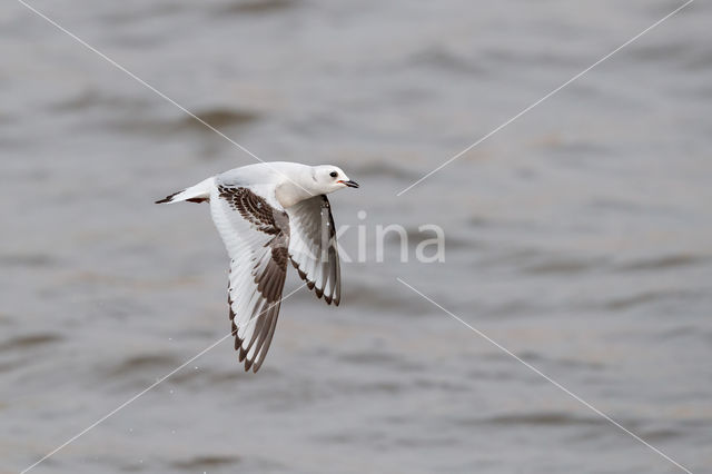 Ross's gull (Rhodostethia rosea)