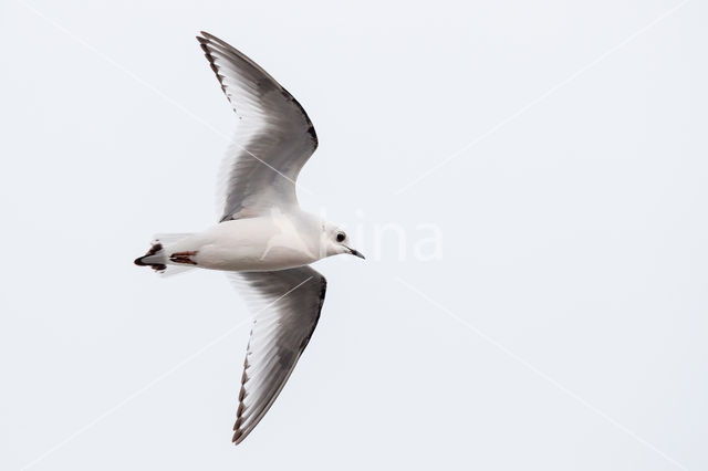 Ross's gull (Rhodostethia rosea)