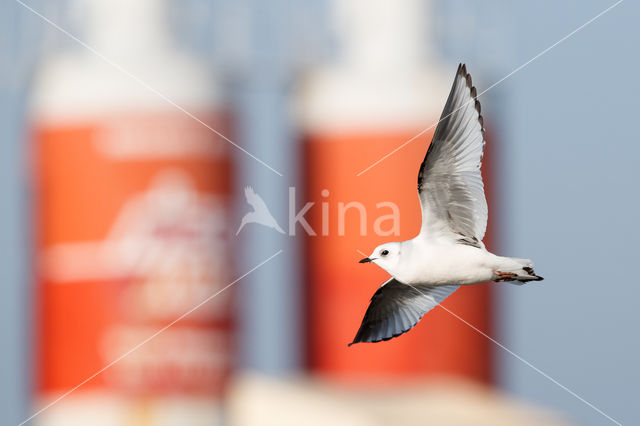 Ross's gull (Rhodostethia rosea)