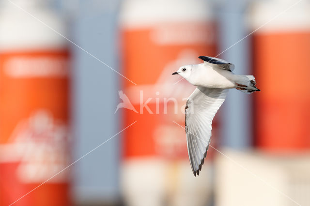 Ross's gull (Rhodostethia rosea)