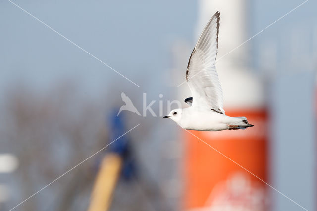 Ross's gull (Rhodostethia rosea)