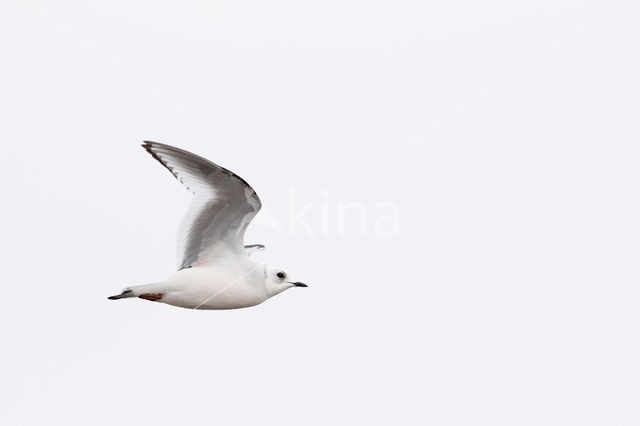 Ross's gull (Rhodostethia rosea)