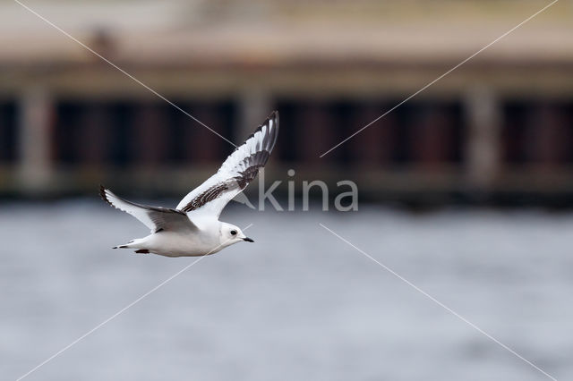 Ross's gull (Rhodostethia rosea)