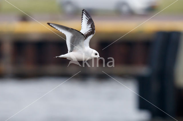 Ross's gull (Rhodostethia rosea)