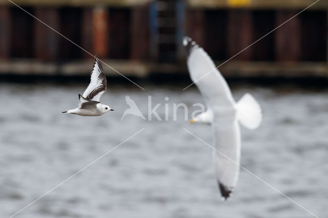 Ross's gull (Rhodostethia rosea)