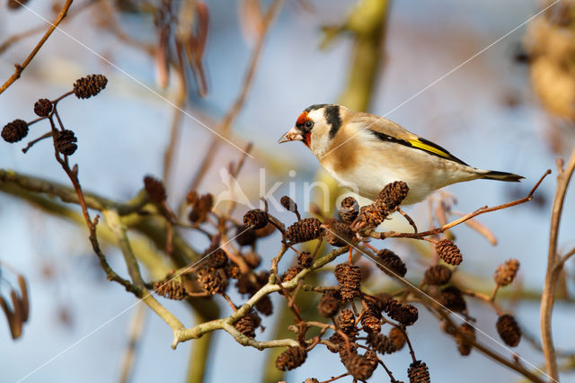 European Goldfinch (Carduelis carduelis)