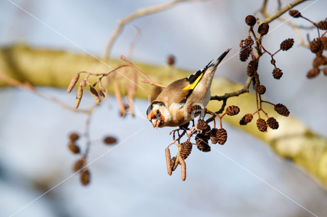 European Goldfinch (Carduelis carduelis)