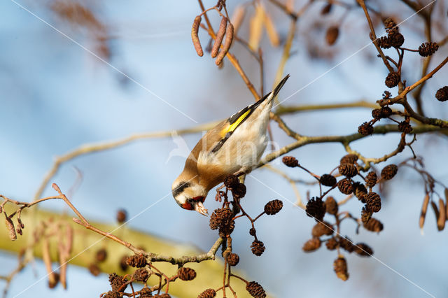 European Goldfinch (Carduelis carduelis)