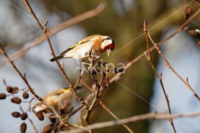 European Goldfinch (Carduelis carduelis)