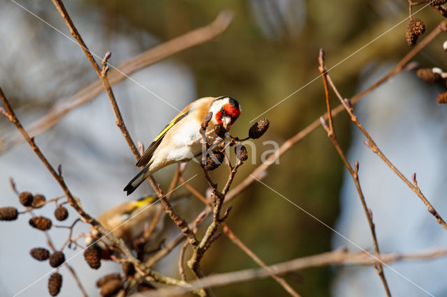 European Goldfinch (Carduelis carduelis)