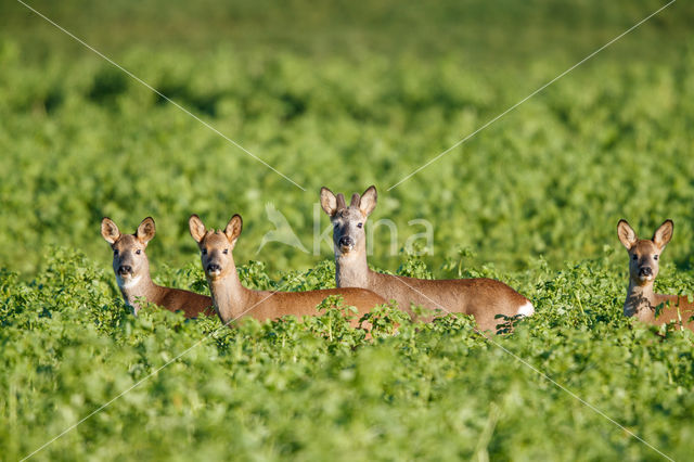 Roe Deer (Capreolus capreolus)