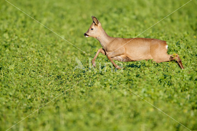 Roe Deer (Capreolus capreolus)