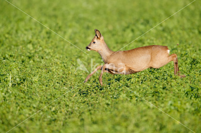 Roe Deer (Capreolus capreolus)