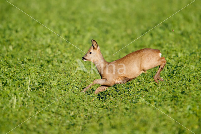 Roe Deer (Capreolus capreolus)